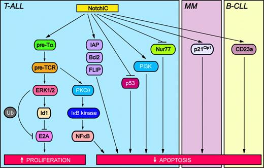 Figure 3. Oncogenic Notch signaling pathways in hematologic malignancies. Activation of Notch modulates signaling pathways that increase proliferation and inhibit apoptosis, thus contributing to neoplastic transformation. T-ALL indicates T-cell acute lymphoblastic leukemia; MM, multiple myeloma; and B-CLL, B-cell chronic lymphocytic leukemia. Specific signaling pathways and abbreviations of signaling components are outlined in “The molecular and functional basis of Notch-induced oncogenesis.”
