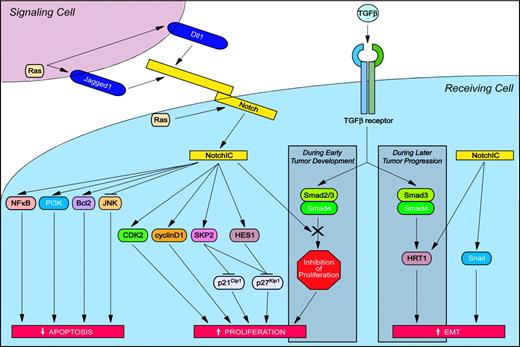 Figure 4. Oncogenic Notch signaling pathways in solid tumors. Activation of Notch modulates signaling pathways that increase proliferation and inhibit apoptosis, thus contributing to neoplastic transformation. In addition, Notch activation can induce epithelial-to-mesenchymal transition (EMT) and thus promote the invasion and dissemination of cancer cells. Specific signaling pathways and abbreviations of signaling components are outlined in “The molecular and functional basis of Notch-induced oncogenesis.”