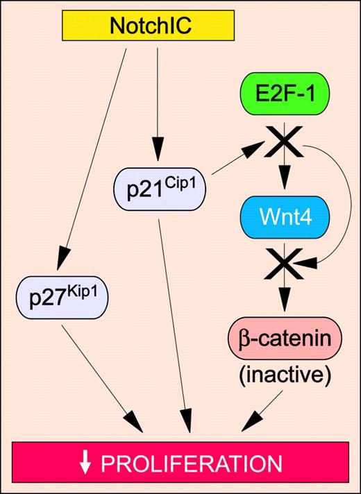 Figure 5. Tumor-suppressive Notch signaling pathways in solid tumors. Activation of Notch modulates signaling pathways that inhibit proliferation, thus preventing neoplastic transformation. Specific signaling pathways and abbreviations of signaling components are outlined in “The molecular and functional basis of Notch-induced tumor suppression.”