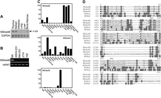Figure 1. MS4a4B mRNA is expressed in mouse tissues and cells. (A) Northern blot: 10 μg RNA was separated on 1% denatured agarose gel and transferred to membrane, probed using Ms4a4b or G3PDH probes, washed, and exposed overnight. The length of the transcript is shown. (B) RT-PCR: samples were normalized by HPRT PCR and then were amplified with the primers specific for Ms4a4b, separated by gel, stained with ethidium bromide, and photographed. Samples were IL-2-expanded NK cells from severe combined immunodeficient (SCID) bone marrow, WEHI-231 B cells, Mel-201 erythroid line, J774 macrophage line, and 70Z-13 pre-B-cell line. (C) Quantitative PCR for expression of Ms4a4b, Ms4a4c, and Ms4a4d was performed using the Light-Cycler system (see “Materials and methods”). Results are in arbitrary units normalized to HPRT, and ribosomal RNA standards were done in parallel. Results shown are representative of 2 experiments. Samples are (1) expanded primary NK cells, (2) bone marrow, (3) whole spleen, (4) kidney, (5) pre-B-cell line 70Z13, (6) brain, (7) liver, (8) lung, (9) macrophage line (J774) FACS-sorted cells, (10) CD4 SP (single-positive thymocytes), (11) spleen T cells (CD3+), (12) spleen NK cells (NK1.1+), and (13) macrophages (Mac1+). (D) Alignments of deduced amino acid sequences for the mouse Ms4a4 subfamily, Ms4a1 (CD20), and Ms4a2 (FcϵRIβ). The membrane-spanning domains (TM) are predicted by TMHMM 2.0 program and underlined. Identical sequences are indicated by bold letters in light shade; conservative sequences by unshaded letters; nonhomologous sequences by dark shade. ITAM motif in cytoplasmic domain of MS4a2 is indicated as italic.