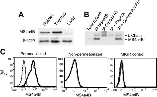 Figure 2. Anti-MS4a4B antibody recognizes both native and retrovirus-expressed MS4a4B. (A) Western blot of MS4a4B in tissues. Tissue samples from mouse liver, spleen, and thymus were lysed, blotted, and probed with rabbit anti-MS4a4B antibody. Blots were stripped and reprobed with anti-β-actin as a loading control. The position of MS4a4B is shown with an apparent MW of 24 kDa. (B) Lysates from thymus were immunoprecipitated by anti-MS4a4B antibody (or rabbit Ig control)-coated Protein A-Sepharose 4B. The bound proteins were eluted and separated by sodium dodecyl sulfate-polyacrylamide gel electrophoresis (SDS-PAGE) and blotted by anti-MS4a4B antibody as described under “Materials and methods.” Expected positions of MS4a4B protein and Ig light chain are shown. The lanes are as follows: (1) total spleen protein (no immunoprecipitation), (2) IP with MS4a4B, (3) IP with control rabbit IgG, (4) MS4a4B IP blocked with MS4a4B immunizing peptide, (5) MS4a4B IP blocked with control MCC peptide. (C) NIH 3T3 cells were infected by MS4a4B retroviral vector or MIGR (empty vector) control. Staining and flow cytometry were performed as described in “Materials and methods.” The results are shown as fluorescence intensity of MS4a4B (solid heavy line) or rabbit IgG control (light line, shaded) in gated GFP+ populations. Results shown are representative of 2 experiments.