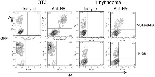 Figure 5. MS4a4B is expressed on the cell surface. NIH 3T3 cells or 58α T-hybridoma cells were infected with retrovirus encoding MS4a4B with an extracellular HA epitope tag or with an MIGR vector control. Viral transduction was detected by expression of green fluorescent protein (GFP). Cells were stained with anti-HA mAb and analyzed by flow cytometry. The inset numbers represent the percent of viable (propidium iodide-negative) cells in each quadrant. Results shown are representative of at least 5 separate experiments.