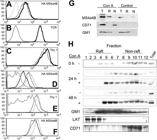 Figure 6. MS4a4B is located in lipid rafts. (A-F) T-hybridoma cells expressing the MS4a4B-HA tag were stained with antibodies before FACS analysis as indicated. (A) HA staining of cells untreated (bold line) or treated with Triton X-100 (TX; light line) compared with control vector-infected cells (dashed line). (B) TCR staining of cells untreated (bold line) or TX treated (light line). (C) Thy-1-stained cells untreated (bold line) or TX treated (light line). (D) HA staining for cells untreated (dash line), treated with TX (light line), treated with 10 mM MbCD (bold line), treated with 10 mM MbCD and subsequently TX (shaded line). (E) Thy-1 staining of cells treated as in panel G (MbCD alone not shown). (F) HA staining of cells untreated (dashed line) or treated with sphingomyelinase, 5 U/mL (light line), 10 U/mL (shaded line). (G-H) MS4a4B translocates to lipid rafts in activated spleen cells. Spleen cells were cultured for the indicated times in the presence or absence of concanavalin A (ConA). Cells lysates were separated on discontinuous sucrose gradients, fractionated and selected raft (R) and non-raft (N) fractions were pooled (G), or all fractions were analyzed separately (H). A corresponding amount of the total lysate was reserved before fractionation for comparative purposes (T). Fractions were separated by PAGE and immunoblotted with antibodies to MS4a4B, LAT, or transferrin receptor (CD71) or blotted with labeled cholera toxin B (to detect raft glycoprotein GM1). Results shown are representative of 3 separate experiments.