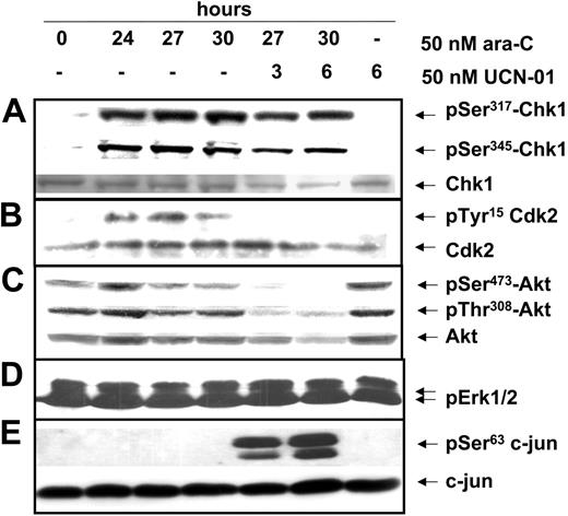 Figure 2. Activation of an S-phase checkpoint in response to ara-C: dysregulation by UCN-01 in ML-1 cells. Exponentially growing ML-1 cells were treated as in Figure 1. (A) pSer317Chk1 (top), pSer345Chk1 (middle), and total Chk1 (bottom) in response to ara-C and UCN-01; (B) pTyr15Cdk2 (top) and total Cdk2 (bottom) in cells depleted for Cdk1 protein. (C) pSer473Akt (top), pSer308Akt (middle), and total Akt (bottom) and (D) p42/44Erkkinase activity and (E) c-jun kinase activation as measured by endogenous c-jun phosphorylation (top) normalized to the levels of total c-jun (bottom).