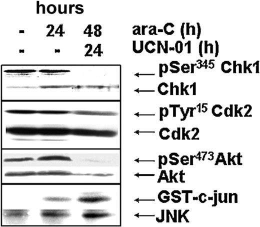 Figure 5. Response of the checkpoint, survival, and stress-activated kinases within a cell sample from patient 4. Effect of ara-C and UCN-01 on levels of pSer345Chk1, total Chk1, pTyr15Cdk2, total Cdk2, pSer473Akt, total Akt, and JNK activation from AML blasts of patient 4 during therapy.