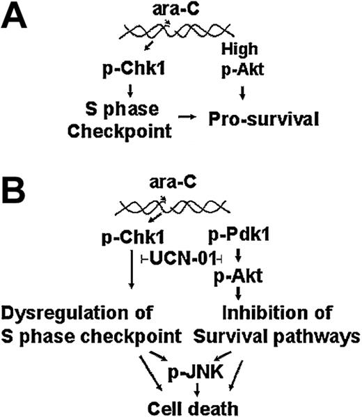 Figure 8. Response of leukemia cells to ara-c and UCN-01. Action of ara-C alone (A) or in combination with UCN-01 (B) on the Chk1, Akt, and JNK pathways in leukemia cells.