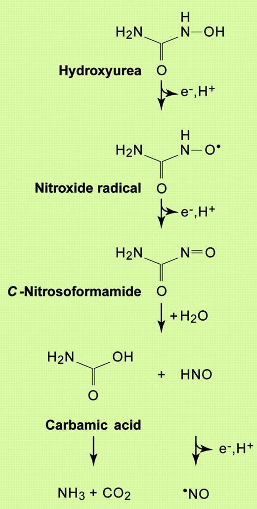 Figure 1. Reaction scheme for the generation of nitric oxide from HU. Based on the reactions proposed by Huang et al21 for the oxidation of HU by horseradish peroxidase. Other reactions are also believed to occur (not shown), including the possible direct release of ·NO from the nitroxide radical intermediate, and the dimerization of nitroxyl (HNO) to generate nitrous oxide (N2O). Illustration by Paulette Dennis.
