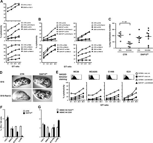 Figure 2. Role of ITAM-bearing subunits in NK cell effector functions. (A-B) polyIC NK cells were purified from control (CTR) and mutant mice and used as effectors against indicated tumor cells. Data shown are representative of at least 4 independent experiments. (C-D) Mice were injected intravenously with 3 × 105 cells of B16, B16-H60, or B16-Rae1β melanoma cells, and total lung metastases were counted 2 weeks after tumor challenge. Dots indicate data from individual mice: ○, control mice (CTR); •, DAP12KI mice. Horizontal bars indicate mean values. Statistical analysis was performed using unpaired Student t test. (E) NKG2D tetramer staining (filled histograms) is represented in comparison with staining with an irrelevant KIR2DL3 tetramer (empty histograms).63 Cytotoxicity experiments were performed as described in panels A and B. Blocking experiments were performed by adding anti-NKG2D (MI-6, rat IgG2a) or isotype control mAb at a final concentration of 50 μg/mL, during the 4-hour cytotoxicity assay. (F) Percentages of IFN-γ+ cells in gated CD3–NK1.1+ cells; □ indicate polyIC NK cells from C57BL/6 mice; ▪, polyIC NK cells from DAP12KI mice. IFN-γ+ NK cells were not detectable in cells stimulated with B16 melanoma cells. (G) Percentages of IFN-γ+ cells in mixed bone marrow chimera reconstituted with RAGKO and ZGR precursors were analyzed on NK cell subsets phenotypically defined, as described in legend to Figure S1; □ indicate percentages of IFN-γ+ cells gated in CD3–NK1.1bright2B4+ (NK cells from RAGKO); ▪, percentages of IFN-γ+ cells gated in CD3–NK1.1dim2B4– (NK cells from ZGR mice). Stimulation with target cells was performed at an effector-target (E/T) ratio of 1:1. Ly49D triggering was performed on high-affinity 96-well plates (Immulon, Labsytems, VWR, France) precoated with isotype control antibodies or with anti-Ly49D (4E5) at the final concentration of 50 μg/mL. Values obtained with control antibodies were subtracted from values obtained with Ly49D stimulation. Data are representative of at least 2 experiments. Error bars represent SEM.