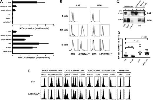 Figure 4. LAT and NTAL are expressed in mouse NK cells but are dispensable for splenic NK cell maturation. (A) Lat and Ntal expression levels are expressed as relative units of indicated mRNA normalized using HPRT transcripts. Samples included purified CD4+ T cells (T), sorted (CD3–CD4–CD8–DX5+) NK cells isolated from unstimulated (NK resting) and polyIC stimulated (NK polyIC) mice, sorted (CD3–NK1.1+) LAK, enriched B220+ B cells (B), all derived from C57BL/6 mice, or total splenocytes isolated from double LAT/NTALKO mice. Data (mean ± SD) are representative of 3 independent experiments. (B) LAT and NTAL expression was analyzed on C57BL/6 (CTR) and LAT/NTALKO spleen lymphocytes by intracellular staining gating on T cells (CD3+NK1.1–), NK cells (CD3–NK1.1+), and B cells (CD3–NK1.1–). Staining performed with isotype control mAb (dotted line) has been overlaid to staining obtained using specific anti-LAT or anti-NTAL mAb (bold line). Data shown are representative of 3 independent experiments. (C) LAT and NTAL expression was analyzed by immunoblotting on lysates prepared from (1) 5 × 106 total C57BL/6 splenocytes, (2) 5 × 106 total splenocytes derived from LATKO mice, (3) 5 × 106 total splenocytes derived from NTALKO mice, (4) wild-type thymocytes (1 × 106), (5) purified (CD3–CD4–CD8–DX5+) NK cells (1 × 106), and (6) enriched (B220+) B cells (1 × 106). (D) The numbers of splenic NK cells isolated from indicated mice are represented. Dots indicate individual mice. Horizontal bars indicate mean values. Statistical analysis was performed using unpaired Student t test. (E) The cell-surface expression of indicated NK cell markers was analyzed on CD3–MHC class II–DX5+ splenocytes isolated from represented mice. Indicated mice also express comparable levels of Ly49A marker (data not shown). Data are representative of 4 independent experiments.