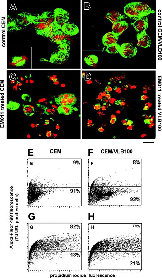Figure 3. EM011 causes morphologic changes in cells and increases TUNEL+ staining. Untreated CEM and CEM/VLB100 cells (A-B) show normal microtubule arrays and nuclei in interphase and display bipolar spindles in mitosis (insets). Prolonged EM011 treatment causes devastating morphologic changes and induces the formation of apoptotic bodies (C-D). (E-H) Quantitation of apoptosis by TUNEL analysis in untreated control cells (E-F) and EM011-treated cells (G-H). Scale bar = 40 μm. Results are representative of 2 independent experiments performed in triplicate.