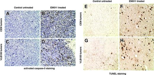 Figure 5. EM011 inhibits tumor growth by triggering apoptosis. (A-D) Activated (cleaved) caspase-3 was examined by immunohistochemical staining of paraffin-embedded tumor sections from untreated control (A,C) and EM011-treated (B,D) mice. (E-H) Representative TUNEL-stained micrographs of tumor sections from untreated control (E,G) and EM011-treated (F,H) mice. Original magnification, × 200.