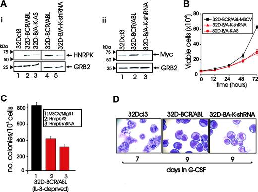 Figure 3. In vitro and in vivo requirement of HNRPK for BCR/ABL oncogenic potential. (Ai) HNRPK levels in parental 32Dcl3, 32D-BCR/ABL, and 32D-BCR/ABL cells transduced with an antisense (lane 3) or an shRNA (lane 5) HNRPK retroviral construct. (Aii) Effect of HNRPK down-regulation by shRNA (lane 3) on the levels of the HNRPK- and BCR/ABL-regulated Myc protein. (B) Effect of HNRPK down-regulation on the growth factor-independent proliferation of 32D-BCR/ABL cells. (C) Effect of Hnrpk antisense and shRNA on the growth factor-independent clonogenic efficiency of 32D-BCR/ABL cells. Bars represent mean ± SE of data from 3 independent experiments. (D) 32D-BCR/ABL and GFP+ 32D-BCR/ABL cells retrovirally transduced with pSuper-retroneo-Hnrpk shRNA were induced to differentiate with G-CSF. Cells were subjected to cytospin and were May-Grünwald/Giemsa stained. 32Dcl3 parental cells were used as a control for granulocyte colony-stimulating factor (G-CSF)-induced granulocytic differentiation. Images were taken with a Zeiss Axioskope 2 Plus and a 40×/0.75 NA objective, with a Canon Powershot A70 (Canon, Lake Success, NY) and Canon Capture software.