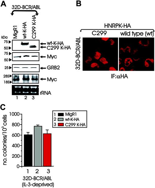 Figure 4. HNRPK transcription-regulatory activity is dispensable for BCR/ABL oncogenic potential. (A) Western and Northern blots show levels of Myc and/or HA-tagged wild-type and mutant C299-HNRPK in 32D-BCR/ABL cells transduced with the empty MigR1 vector (lane 1), wild-type HNRPK (lane 2), and C299-HNRPK dominant-negative mutant (lane 3). (B) Confocal microscopy of anti-HA-stained wild-type and C299-HNRPK-expressing 32D-BCR/ABL cells. (C) Effect of wild-type and C299-HNRPK on growth factor-independent clonogenic efficiency of 32D-BCR/ABL cells.