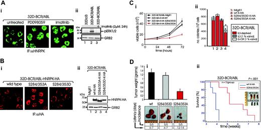 Figure 5. HNRPK translation-regulatory activity is essential for BCR/ABL oncogenic potential. (Ai) Confocal microscopy on anti-HNRPK-stained 32D-BCR/ABL cells untreated and treated with the MAPK inhibitor PD098059 or with imatinib. (Aii) Effect of imatinib on the BCR/ABL-induced phosphorylation of MAPK ERK1/2. (Bi) Confocal microscopy on anti-HA-stained 32D-BCR/ABL cells ectopically expressing HA-tagged wild-type, dominant-active S284/353D, and dominant-negative S284/353A mutant HNRPK proteins. (Bii) Levels of ectopic wild-type and mutant HNRPK proteins. (C) Effect of wild-type, S284/353D, and S284/353A mutant HNRPK on growth factor-independent proliferation (i) and cytokine-dependent and independent clonogenic efficiency (ii) of 32D-BCR/ABL cells. Bars represent the mean ± SE of values from 3 different experiments. (Di) Effect of wild-type and HNRPK mutants on the tumorigenic potential of 32D-BCR/ABL cells. Cells (106) were injected subcutaneously into SCID mice; tumor appearance and growth were monitored daily and mice were killed 15 days after injection. Bars represent the mean ± SE from the weight of 5 tumors for each group. (Dii) Effect of wild-type and S284/353A-HNRPK on the leukemogenic process induced in SCID mice by intravenous injection of BCR/ABL-expressing cells. Kaplan-Meier plot shows survival of mice injected with 32D-BCR/ABL cells expressing wild-type or S284/353A-HNRPK. The log-rank test evaluated the differences among survival distributions (P < .001). Inset shows spleens of 3 mice of each group killed 4 weeks after cell injection.