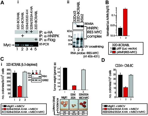 Figure 6. HNRPK binding to Myc mRNA and effect of ectopic Myc expression on the leukemic phenotype of S284/353A-HNRPK-expressing 32D-BCR/ABL cells. (Ai) RT-PCR shows presence of Myc mRNA in anti-HNRPK and anti-HA immunoprecipitates from lysates of parental (lane 2) and S284/353(A/D) (lanes 3-4) HNRPK-expressing 32D-BCR/ABL cells, respectively. Lane 1 shows levels of Myc in total mRNA, whereas lane 5 represents RT-PCR of mRNA immunoprecipitated with a nonrelated (anti-Flag) antibody; (Aii) REMSA (top) and UV cross-linking (bottom) with cytoplasmic extracts of 32Dcl3, 32D-BCR/ABL, and K562 cells show binding of HNRPK to the HNRPK binding site contained in the MYC IRES element. (B) Graphs shows firefly luciferase activity after normalization with Renilla luciferase activity in 32D-BCR/ABL cells transduced with the empty pRF and with the pRMF(IRES-MYC) plasmid containing the MYC IRES element cloned in front of the firefly luciferase cDNA. (C) Effect of ectopic MYC expression on the growth factor-independent colony formation (i) and tumorigenic potential (ii) of S284/353A-HNRPK-expressing 32D-BCR/ABL cells. Inset in panel Ci shows total Myc protein levels in vector-transduced, S284/353A-HNRPK/MYC-transduced, and S284/353A-HNRPK/MYC-transduced 32D-BCR/ABL cells. (D) Effect of MYC overexpression on the growth factor-independent clonogenic potential of CD34+ bone marrow CML-BC patient cells ectopically expressing the S284/353A-HNRPK mutant. Primary CD34+ CML-BC marrow cells were transduced with the MigR1-S284/353A-HNRPK-HA construct, selected for GFP+, and infected again with the MSCV-puro-MYC retrovirus. In panels B-D, bars represent mean ± SE of values from 3 different experiments.