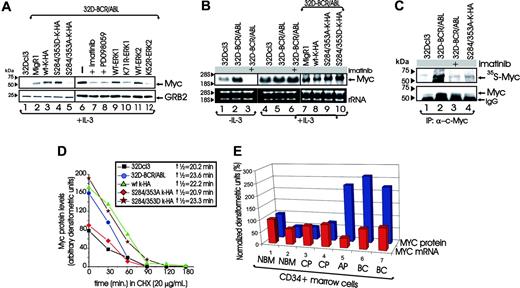 Figure 7. BCR/ABL- and MAPK-dependent phosphorylation of HNRPK regulates Myc mRNA translation in BCR/ABL-transformed myeloid cells. (A) Western blots show Myc levels in parental 32Dcl3 cells (lane 1), untreated 32D-BCR/ABL cells (lane 6); or cells treated with imatinib (lane 7) or with the MEK1 inhibitor PD098059 (lane 8); or cells transduced with the empty retrovirus (lane 2) or with wild-type and mutant HNRPK (lanes 3-5) or with MAPK ERK1 (lanes 9-10) and ERK2 (lanes 11-12) cDNAs. All cell lines were cultured in the presence of IL-3. (B) Northern blots show Myc mRNA levels in the indicated cell lines either maintained in IL-3 or IL-3 deprived for 12 hours in the presence or absence of imatinib. (C) Autoradiography and anti-MYC Western blot show levels of 35S-labeled newly synthesized and total immunoprecipitated Myc protein in parental 32Dcl3, untreated, and imatinib-treated 32D-BCR/ABL and S284/353A expressing 32D-BCR/ABL cells. (D) Levels of Myc protein, expressed as arbitrary densitometric units after normalization with GRB2 levels, in cycloheximide-treated parental 32Dcl3, 32D-BCR/ABL, and its derivative cell lines expressing wild-type or mutant HNRPK proteins. Half-life was calculated using the algorithm t½ = 0.693tn/ln(C0/Cn), where n represents the last time point. (E) Histograms show levels of MYC mRNA (red bars) and protein (blue bars) after normalization with GAPDH mRNA and GRB2 protein levels, respectively. Values in samples 2 to 7 represent arbitrary densitometric units expressed as percentage of those of sample 1. Western blot and RT-PCR were performed with lysate and total RNA, respectively, of CD34+marrow cells from healthy individuals (lanes 1-2) and from CML-CP (lanes 3-4), CML-AP (lane 5), and CML-BC (lanes 6-7) patients.