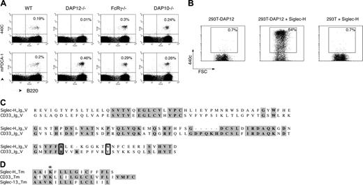 Figure 1. Antibody 440c recognizes Siglec-H. (A) Total splenocytes from WT (C57BL/6), DAP12-/-, DAP10-/-, or FcRγ-/- mice (all on C57BL/6 background) were stained with phycoerythrin (PE)-labeled mAb anti-B220 and biotinylated mAbs 440c7 or mPDCA1,13 followed by streptavidin-APC and analyzed by 2-color flow cytometry. Percentages of 440+ and mPDCA1+ IPCs are indicated. IPCs appear to be less abundant in WT mice than in DAP12-/- mice. It is possible that the lack of 440c Ag expression in the DAP12-/- mice influences IPC homing to the spleen, IPC development, or IPC survival. (B) 293T cells expressing murine DAP12 (293T-DAP12) and 293T cells were transiently transfected with a Siglec-H-encoding cDNA, stained with mAb 440c, and analyzed by flow cytometry. FSC, forward scatter. (C) Alignment of V-type Ig domains of Siglec-H and mouse CD33. Identical residues are darkly shaded, similar residues are lightly shaded. Residues likely involved in sialic acid binding are boxed.16 (D) Alignment of transmembrane regions of mouse Siglec-H, mouse CD33, and chimpanzee Siglec-13. The conserved lysine residue that may allow for DAP12 association is indicated with an asterisk.