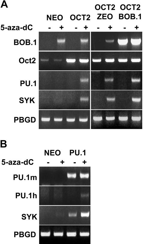 Figure 2. Expression of PU.1 and Syk requires the combination of 5-aza-dC treatment and Oct2 or PU.1 expression. (A) L428 cells stably overexpressing Oct2 or Oct2 plus BOB.1/OBF.1 transcription factors as well as L428 cells stably transfected with the corresponding empty vectors were treated with 5-aza-dC as described in the legend to Figure 1. The gene expression was assessed by RT-PCR using 35 amplification cycles. (B) 5 × 106 L428 cells were either left untreated or treated with 1 μM 5-aza-dC. After 48 hours the cells were transiently transfected with mouse PU.1 expression vector or the empty vector as control. Another 48 hours later, cells were harvested and used for RT-PCR analysis. PU.1m corresponds to the ectopic murine PU.1, and PU.1h represents the endogenous human PU.1 gene. The experiments were done at least in triplicate.