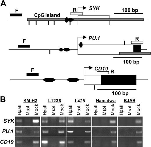 Figure 3. Promoter regions of SYK, PU.1, and CD19 are methylated in cHL cell lines. (A) Analysis of promoter methylation by amplification of genomic DNA digested with methylation-sensitive endonucleases. The positions of the forward and reverse primers are marked with F and R, respectively. Genomic DNA was digested with the methylation-sensitive enzyme HpaII or with its methylation-insensitive isoschizomer MspI followed by amplification with primers, located on both sides of the recognized sequence 5′-CCGG-3′ (shown as vertical lines). Amplification of HpaII-digested DNA is possible only when the cytosine of the CpG dinucleotide is methylated and the DNA is therefore not digested. The SYK amplicon is 264 bp in length and contains five 5′-CCGG-3′ motifs at positions -30, -107, -136, -186, and -214 bp counting from the start site of transcription (arrow) as predicted by the National Center for Biotechnology Information (NCBI) Entrez Gene program.68 The SYK CpG island (shown as a gray horizontal bar) spreads over exon 1 (thick filled bar). Sp1 binding sites are shown as horizontal filled ovals. For PU.1 promoter methylation analysis, we used NCBI sequence (accession no. U34046). The amplified region contains two 5′-CCGG-3′ sites at positions -66 and +187, an octamer motif (•), and Sp1 and PU.1 (vertical filled oval) binding sites. The coding region of exon 1 is shown in black. The 211-bp-long amplicon of CD19 5′ untranslated region (NCBI accession no. M84371) included 2 BSAP (B-cell-specific activator protein)/Pax5 binding sites (filled hexagons) and one 5′-CCGG-3 HpaII/MspI recognition site at position +26. (B) Methylation of the SYK, PU.1, and CD19 promoter regions. The PCR amplification products were separated on 1.5% agarose gels and visualized by EtBr staining. All experiments were performed at least in triplicate.