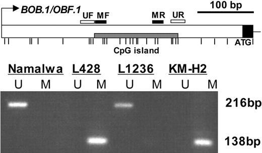 Figure 4. The BOB.1/OBF.1 CpG island is methylated in cHL cell lines. Analysis of the BOB.1/OBF.1 CpG island by methylation-specific PCR (MSP). Bisulfite-converted DNA samples were used for amplification of the BOB.1/OBF.1 CpG island. The sequence of the 5′-untranslated region of BOB.1/OBF.1 was found by alignment of the longest mRNA sequence Z49194 to genomic DNA. The primers, specific for methylated (MF and MR) and unmethylated (UF and UR) CpGs were positioned in the CpG-rich area inside exon 1. Thin vertical lines represent the positions of CpG dinucleotides. The PCR amplification products specific for methylated (M) and unmethylated (U) DNA (138 bp and 216 bp, respectively) were separated on 6% polyacrylamide gels. MSP data shown are representative for 3 independent experiments.