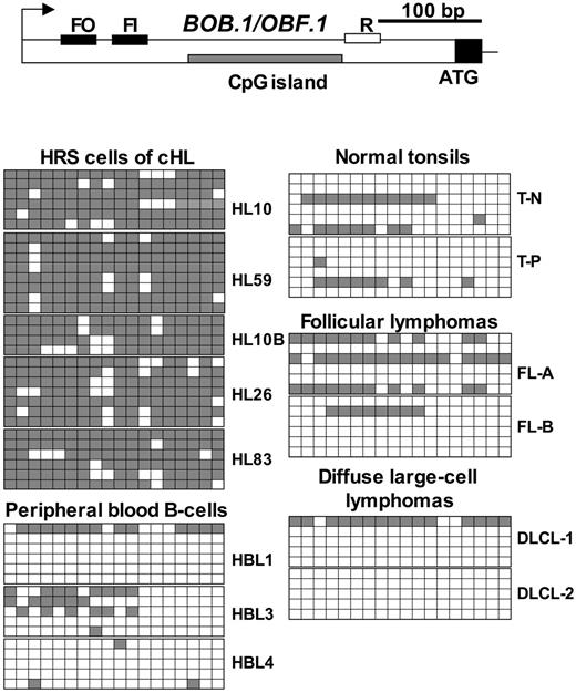 Figure 6. The BOB.1/OBF.1 CpG island is methylated in HRS cells of primary cHL. Bisulfite-treated genomic DNA was amplified with seminested primers (FO, FI, and R). The primers were located to amplify the CpG island within exon 1. The amplicon obtained using FI and R primers contained 18 CpG dinucleotides. The first and last CpGs are at positions +183 and +373, respectively, counting from the start of transcription. The filled part of exon 1 indicates the coding sequence. All other symbols are the same as for Figure 5.