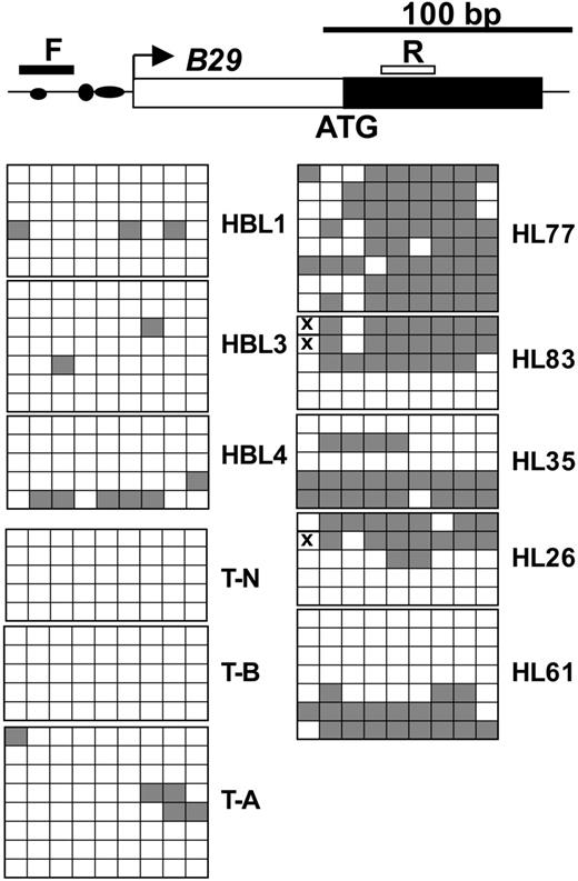 Figure 7. CD79B promoter region is methylated in HRS cells of primary cHL. Methylation status of CD79B promoter was analyzed by bisulfite genomic sequencing. The sequenced region contained 9 CpGs. The first and last CpGs are at positions -5 and +106, respectively, counting from the start of transcription. The binding sites for Oct2, Sp1, and PU.1 are marked as filled circles, horizontal ovals, and vertical ovals, respectively. All other symbols and designations are the same as for Figures 5 and 6. The polymorphism/mutation in expected CpG dinucleotides is marked by X.