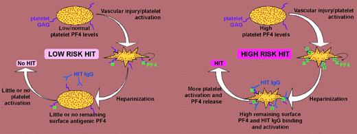 Schematic representation of HIT model. (Left panel) Low or normal platelet-associated PF4 levels result in low expression of HIT antigens on platelet surfaces, with resulting low potential for platelet activation in presence of HIT antibodies. (Right panel) In contrast, high platelet-associated PF4 levels lead to increased expression of HIT antigens on platelet surfaces, predisposing to greater HIT antibody-induced platelet activation and hence greater risk of HIT.
