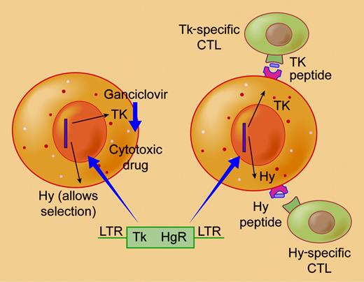 The rationale of the suicide gene approach is that cells transduced with the construct encoding a hygromycin phosphotransferase (Hy) thymidine kinase (TK) fusion gene can be selected on the basis of hygromycin resistance and then eradicated if adverse effects occur by administration of gangiclovir which will be converted by Tk to a cytotoxic agent (left). However, the viral-derived Tk product and bacterial-derived Hy products proved immunogenic presenting multiple peptides that could generate a cytotoxic T cell response that effectively eradicated transduced cells (right). Illustration by Frank Forney.
