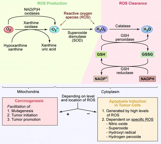 (Top) Summary of the primary cell site of ROS generation and the major clearance mechanisms for ROS. (Bottom) Our speculation that dependent on the levels of ROS generated and its compartmentalization in the cell ROS could either induce critical carcinogenic events (arrow with + sign) or alternatively play a more dominant role in tumor cell killing (arrow with the – sign). More work is needed to clearly define the level and type of ROS in tumor cells, their innate clearance mechanism(s), and the levels and species of ROS that can be manipulated to kill tumor cells. Illustration by Kenneth Probst.