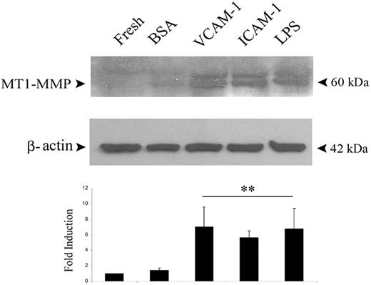 Figure 6D. (D, top) MT1-MMP protein content was estimated by Western blot analysis of total cellular extracts from fresh monocytes or monocytes attached to plates coated as described for panel A. LPS stimulation for 16 hours was included as a positive control. Anti-MT1-MMP LEM-2/15 mAb recognizes immature and mature forms of MT1-MMP of 63 kDa and 60 kDa, respectively. (D, bottom) The arithmetic means and SD of the fold induction of the ratio of MT1-MMP to β-actin levels estimated by densitometry are represented (an arbitrary value of 1 was assigned to the MT1-MMP/β-actin ratio in freshly isolated monocytes). n = 3. **P < .04.