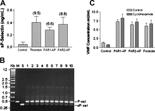 Figure 5. Regulated secretion of soluble P-selectin from HUVECs. (A) HUVECs were stimulated with thrombin (10 nM), PAR1-AP (100 μM), or PAR2-AP (200 μM) for 20 minutes after which the conditioned medium was collected and assayed for soluble P-selectin. Data represent the mean ± SEM of 3 independent experiments conducted in triplicate. There was no statistical difference between the agonists (P > .05 as determined by 2-tailed t test). (B) Membrane-bound P-selectin predominates over soluble P-selectin in HUVECs. Shown are agarose gel electrophoresis of PCR-amplified P-selectin and soluble P-selectin fragments from HUVECs. Lane M represents PCR amplification of P-selectin constructed into pECFP, whereas lane S represents PCR amplification of soluble P-selectin constructed into pECFP. Lanes 1 to 10 represent PCR amplification using cDNA obtained from HUVECs (10 different cord preparations) as templates. (C) Protein synthesis inhibition does not decrease forskolin or PAR2-AP stimulation of VWF release. HUVECs were preincubated with cycloheximide (10 μM) or vehicle for 30 minutes prior to stimulation with vehicle, PAR1-AP (100 μM), PAR2-AP (200 μM), or forskolin (20 μM with 100μM IBMX). Medium was collected after 30 minutes and assayed for VWF. Values represent the mean ± SEM of an experiment conducted 3 times.
