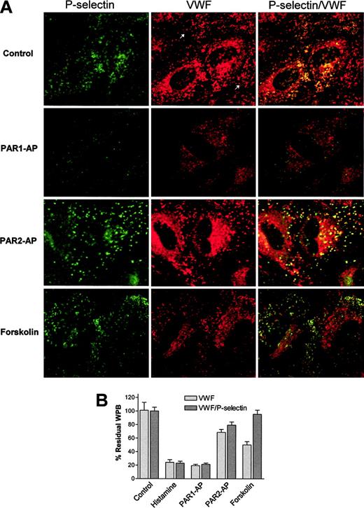 Figure 8. PAR2-AP and forskolin stimulate selective release of Weibel-Palade bodies only containing von Willebrand factor. (A) Projections were taken from HUVECs incubated with monoclonal mouse anti-VWF antibodies (VWF) and rabbit anti–P-selectin antibodies. The first columns or the P-selectin column represent images as projected through the FITC filter (548 nm), whereas the VWF columns are images as projected through the Texas Red channel (488 nm) and represent VWF, and the VWF/P-selectin columns are merged images with yellow representing colocalization of VWF and P-selectin. Negative controls consisting of incubation with both second-degree fluorescently labeled Abs only or incubation with only first-degree Abs failed to demonstrate appreciable fluorescence. Images obtained are representative of at least 6 to 8 fields viewed of an experiment that was performed 3 times. Cells were stimulated with indicated agonists for 20 minutes with PAR1-AP (100 μM), PAR2-AP (200 μM), or forskolin (10 μM) and then fixed and are representative of 3 independent experiments. In addition, HUVECs were stimulated with 20 μM histamine (data not shown). (B) The WPBs were counted after stimulation with the above-listed agonists. WPBs counted per cell for each agonist tested were normalized to control and expressed as the percentage of control. At least 10 to 12 fields at × 63 magnification per agonist tested were used to count the WPBs.