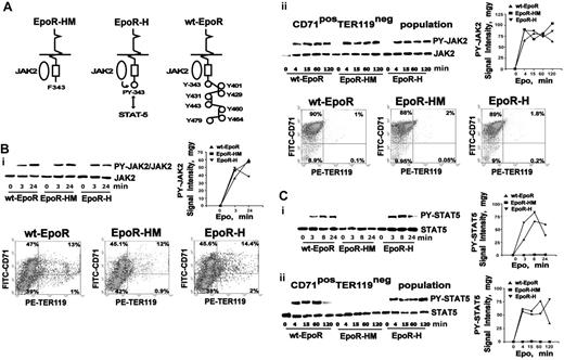 Figure 1. Jak2 and Stat5 activation via EpoR-HM and EpoR-H alleles in primary bone marrow–derived erythroblasts. (A) Minimal EpoR alleles. Diagrammed are knocked-in PY-null EpoR-HM and PY343-encoding EpoR-H alleles, together with the wt-EpoR. (B) Jak2 activation profiles via minimal EpoR alleles. (Bi) Erythroid progenitor cells from wt-EpoR, EpoR-HM, and EpoR-H mice were expanded to yield (on day 3) 45% to 50% frequencies of CD71high erythroblasts. Washed cells were cultured for 6 hours in the absence of hematopoietic cytokines (10 μg/mL transferrin, 10 ng/mL insulin, 0.5% BSA in IMDM). Cells were then exposed to Epo (2.5 U/mL), and at the indicated intervals lysates were prepared for Western blot analyses. For phospho-Jak2, note the fairly uniform activation profiles supported via EpoR-H, EpoR-HM, and wt-EpoR erythroblasts. In all expansion experiments, CD71 and Ter119 marker expression was assessed, and representative distributions are shown. (Bii) Jak2 activation was analyzed as above, except for erythroblast preparations from which Ter119pos cells were depleted. The numbers in quadrants (clockwise from bottom left) indicate the percentage of CD71negTer119neg, Ter119negCD71pos, CD71posTer119high, and Ter119highCD71neg cells among total live-gated cells. (C) Stat5 activation via EpoR-H, but not EpoR-HM, alleles. In parallel analyses, EpoR allele–mediated activation of Stat5 was assessed both for expansion cultures (Ci) and for Ter119-depleted cultures (CD71posTer119neg populations) (Cii).