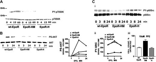 Figure 2. EpoR-HM, EpoR-H, and wt-EpoR modulation of p70S6-kinase, Akt, and p60-Src. (A) p70S6-kinase activation via the wt-EpoR, but not EpoR-H or EpoR-HM. Erythroblasts from wt-EpoR, EpoR-HM, and EpoR-H mice were expanded, washed, cultured for 6 hours in the absence of cytokines, and then stimulated for the indicated intervals with Epo (2.5 U/mL). Lysates then were prepared and levels of phosphorylated and total p70S6-kinase were assayed by Western blotting. (B) Deficient Akt activation via EpoR-HM and EpoR-H alleles. Erythroblasts were prepared as described for panel A, exposed to Epo, and analyzed for Akt activation. Note the multifold deficit activation of Akt via EpoR-HM and Epo-H alleles. (Ci-ii) Deficient PY-416 p60-Src expression via EpoR-HM. In the wt-EpoR, EpoR-HM, and EpoR-H mouse-derived cells and samples (B), levels of phospho-p60-Src (and p60-Src) were assayed by Western blotting (and digital densitometry imaging). (Ciii) Differential PP2 inhibition of EpoR-HM, EpoR-H, and wt-EpoR erythroblast expansion. During in vitro expansions, wt-EpoR, EpoR-H, and EpoR-HM erythroblasts were exposed to 15 μM PP2. Effects on erythroblast formation were assessed by direct cumulative cell counts at day 3 of expansion and are normalized to numbers for parallel DMSO-exposed control cultures. PP3 also was tested but was without significant effects (data not shown). Plotted values are mean values plus or minus SE; n = 3 wt EpoR, EpoR-HM, and EpoR-H mice per group.