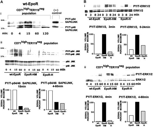 Figure 3. Epo receptor allele activation of JNKs and ERKs. (A) Efficient JNK activation via the wt-EpoR, but not via EpoR-H or Epo-HM alleles. Erythroblasts expanded from wt-EpoR, EpoR-HM, and EpoR-H bone marrow preparations were washed, cultured for 6 hours in the absence of cytokines, and stimulated with Epo (2.5 U/mL) for the indicated intervals. Levels of phospho-JNKs (and total JNKs) were assayed by Western blotting and digital densitometry imaging. The top panel (Ai) illustrates results for the wt-EpoR and includes coanalyzed positive controls (no. 9253; Cell Signaling). In the bottom panel (Aii), note the nominal activation of JNKs via EpoR-HM and Epo-H alleles. (B) ERK hyperactivation via EpoR-HM. (Bi) Erythroblasts expanded from wt-EpoR, EpoR-HM, and EpoR-H bone marrow preparations were washed, cultured for 6 hours in the absence of cytokines, and stimulated with Epo (2.5 U/mL) for the indicated intervals. Levels of phospho-ERK1,2 (and total ERK1,2) were assayed by Western blotting and digital densitometry imaging. (Bii) Parallel analyses of EpoR allele activation of ERKs were performed using expanded, Ter119-depleted wt-EpoR, EpoR-HM, and EpoR-H CD71high erythroblasts (and Epo exposure was extended to 60 minutes). For comparison, levels of Epo-stimulated phosphorylated p38-MAPK (PT180 and PY182) (and total p38-MAPK) also were assayed (Figure S3).