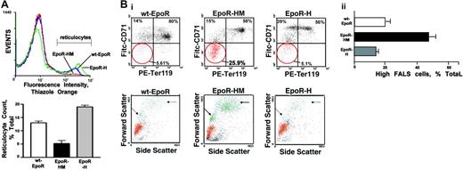 Figure 4. Faltered Epo-induced reticulocyte formation in EpoR-HM mice and attenuated maturation of EpoR-HM erythroblasts in vitro. (A) Deficient reticulocyte production in Epo-treated EpoR-HM mice. At 1 and 24 hours, Epo was administered to wt-EpoR, EpoR-HM, and EpoR-H mice (2.5 U/g). On day 5, induced levels of reticulocytes were assayed. Illustrated are representative flow cytometric profiles of thiazole orange staining, together with mean reticulocyte values (± SE) (n = 4 wt-EpoR, EpoR-HM, and EpoR-H mice per group). (B) Attenuated formation of low FALS CD71pos Ter119pos EpoR-HM erythroblasts in vitro. Bone marrow–derived erythroid progenitor cells were expanded for 3 days in SP34-EX medium and were then transferred to differentiation medium (containing Epo, insulin, and transferrin). At 40 hours of culture, frequencies of maturing CD71highTer119pos erythroblasts were analyzed by flow cytometry (Bi, left panels). Maturation was also assessed based on transitions to low side-angle and forward-angle light scatter populations (Bi, right panels). In panel Bii, defects in this transition for EpoR-HM erythroblasts are graphically summarized. The numbers in quadrants (clockwise from bottom left) indicate the percentage of CD71negTer119neg, Ter119negCD71pos, and CD71posTer119high cells among total live-gated cells. Plotted values are mean values plus or minus SE; n = 3 wt-EpoR, EpoR-HM, and EpoR-H mice per group, representative of 3 experiments.