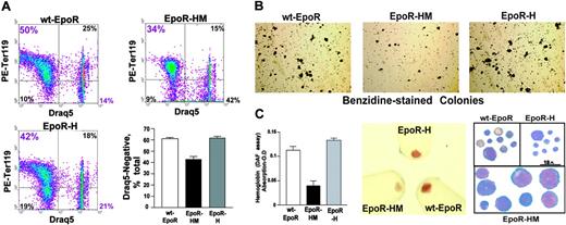 Figure 5. Sustained DRAQ5 positivity, decreased hemoglobinization, and altered cytomorphology of maturing EpoR-HM erythroblasts. (A) Bone marrow–derived erythroid progenitor cells were expanded in SP34-EX medium and subsequently were cultured in differentiation medium for 40 hours. Frequencies of DRAQ5negTer119pos erythroblasts then were determined. (B) In parallel, cultures were analyzed for hemoglobinization (benzidine-positive colonies). (C) Hemoglobin levels in maturing wt-EpoR, EpoR-HM, and EpoR-H erythroblasts were also assayed using diaminofluorene (DAF) and by visualization of pelleted cells. For EpoR-HM erythroblasts, apparently immature morphologies were observed in cytospin preparations (right panel). Micrograph images were visualized using an Olympus IX70 microscope equipped with a 100×/1.3 oil-immersion objective lens (Olympus, Melville, NY). Immersion oil no. 16212 from Cargille Labs (Cedar Grove, NJ) was used with the lens. A Zeiss Axiocam 412312 camera and Axio-vision 4.1 software (Zeiss, Thornwood, NY) were used to capture and process images. In dotplots, the numbers in quadrants (clockwise from bottom left) indicate the percentage of Ter119negDraq5neg, Ter119highDraq5neg, Ter119highDraq5high, and Ter119negDraq5pos cells among total live-gated cells. In the bar graphs, plotted values are mean values plus or minus SE; n = 4 wt-EpoR, EpoR-HM, and EpoR-H mice.