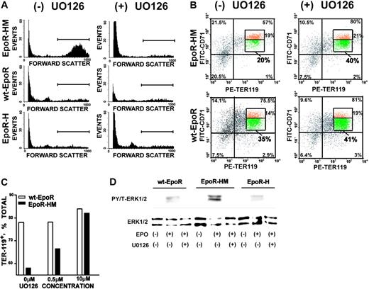 Figure 6. Mek1,2 inhibition reverses EpoR-HM erythroblast stage-specific differentiation defects. (A) Bone marrow–derived wt-EpoR, EpoR-HM, and EpoR-H erythroid progenitor cells were cultured for 72 hours in SP34-EX medium containing U0126 (± 10 μM). Expanded erythroblasts then were differentiated (in transferrin, BSA, and insulin-containing medium) with Epo at 2.5 U/mL and U0126 (± 10 μM). At 40 hours of culture, frequencies of high forward-angle light scatter erythroblasts were assayed. Note the reversal of differentiation defects in EpoR-HM erythroblasts as illustrated by U0126-induced decreases in forward scatter (cell size). (B) U0126 reversal of EpoR-HM erythroblast differentiation defects as analyzed by Ter119 and CD71 marker expression. At 40 hours of differentiation, EpoR-HM erythroblasts also exhibited significantly decreased frequencies of Ter119pos erythroblasts specifically within a subpopulation of maturing cells with decreased CD71 expression. U0126 reversed this defect (but had no significant effects on control wt-EpoR cells). (C) U0126 dose-dependent reversal of EpoR-HM erythroblast differentiation defects also was observed based on U0126-dependent increases in frequencies of Ter119pos erythroblasts. (D) U0126 inhibition of ERK1,2 activation in primary wt-EpoR, EpoR-HM, and EpoR-H erythroblasts. The capacity of U0126 to inhibit the Epo-stimulated activation of ERKs was confirmed directly by exposing expanded, Ter119-depleted erythroblast preparations to ± 10 μM U0126. In scatterplots, the numbers in quadrants (clockwise from bottom left) indicate the percentage of CD71negTer119neg, Ter119negCD71pos, CD71posTer119high, and Ter119highCD71neg cells among total live-gated cells. Boxes in each top right quadrant indicate the percentage of CD71highTer119high (top) and CD71lowTer119high (bottom) populations.