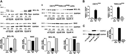 Figure 7. Altered Bcl-xl and DAPK-2 expression in EpoR-HM erythroblasts. (Ai) Levels of Bcl-xl in expanded wt-EpoR, EpoR-HM, and EpoR-H erythroblasts were assayed (by Western blotting) at 2 time points—directly following cytokine withdrawal and at 30 minutes of Epo exposure. Note the decreased Bcl-xl levels in EpoR-HM erythroblasts. For comparison, Bax levels also were analyzed. (Aii) Bcl-xl expression in wt-EpoR, EpoR-HM, and EpoR-H erythroblasts also was analyzed in Ter119-depleted, CD71high erythroblasts. (B) Defective survival of EpoR-HM CD71highKitneg erythroblasts and rescue of survival potential by PY343 in EpoR-H. Kitpos progenitor cells were prepared from wt-EpoR, EpoR-HM, and EpoR-H bone marrow and were expanded in SP34-EX media. At day 3 of culture, CD71 and Ter119 marker expression was assayed and cells were costained with annexin-V. Relative frequencies of annexin-V–positive cells among CD71pos subpopulations of EpoR-HM, EpoR-H, and wt-EpoR erythroblasts are graphed. Expanded cells also were shifted to differentiation medium, and frequencies of annexin-V and Ter119–copositive cells were analyzed. (C) Elevated DAPK-2 expression in EpoR-HM erythroblasts. Death-associated protein kinase-2 (DAPK-2) expression in wt-EpoR, EpoR-HM, and EpoR-H erythroblasts was assayed by Western blotting (and digital densitometry). Note the several fold increase in DAPK-2 levels in EpoR-HM erythroblasts (representative of 3 independent experiments). For Bcl-xl, plotted quantitation values are mean values plus or minus SE; n = 3 wt-EpoR, EpoR-HM, and EpoR-H mice per group, x = 2 experiments. For annexin-V staining, plotted values are mean values plus or minus SE; n = 3 wt-EpoR, EpoR-HM, and EpoR-H mice per group, x = 4 experiments.