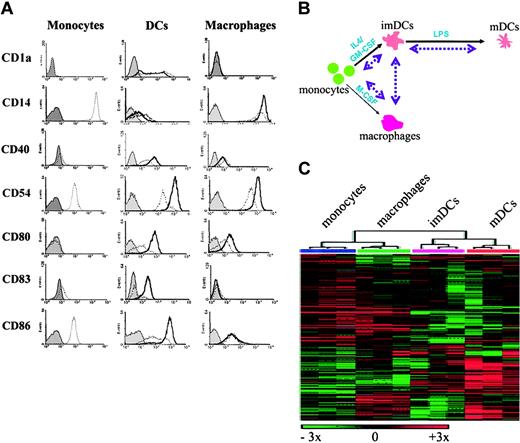 Figure 1. Monocyte, DC, and macrophage phenotypic and microarray analysis. (A) Monocytes and in vitro cultured DCs and macrophages were stained for surface expression of the indicated molecules and analyzed by flow cytometry (dotted lines). DCs and macrophages, activated for 48 hours with LPS, were similarly stained (solid lines). Filled histograms represent isotype mouse IgG controls. (B) Schematic illustration of the microarray hybridization plan. RNA was isolated from monocytes, macrophages, imDCs, and mDCs for serial microarray hybridization as indicated with arrow lines, after a single round of linear mRNA amplification.21 (C) Hierarchic clustering of monocytes, macrophages, imDCs, and mDCs. Samples were clustered on the basis of their overall similarity using a truncated 578-gene set (see “Data processing and analysis” for selection criteria) and the results visualized using the Treeview program. Red bars indicate up-regulation, whereas green bars indicate down-regulation. Samples self-associated by cell type of origin (monocytes, blue; macrophages, green; imDCs, pink; mDCs, red). imDCs and mDCs lie in a separate branch from monocytes and macrophages.