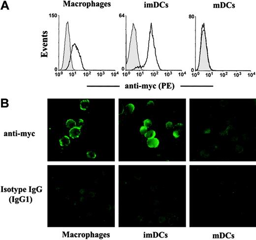 Figure. 4. Binding of βig-h3 to imDCs and macrophages but not mDCs. Macrophages, imDCs, and mDCs were incubated with purified βig-h3 at 4°C. Bound βig-h3 was detected with a mouse anti-myc antibody followed by PE-labeled goat anti–mouse IgG. (A) The cells were washed and then analyzed by flow cytometry. Filled histograms are signals obtained with isotype IgG. Solid lines indicate signals obtained with the anti-myc antibody. (B) Similarly stained cells were washed and examined under a fluorescence microscope.
