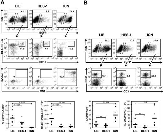 Figure 1. Overexpression of HES-1 reduces B-cell differentiation but does not promote T/NK-cell differentiation. (A) Flow cytometric analysis of MS-5 cocultures with cytokine Mix 2 (SCF and IL-7) for B-cell development. Percentages of B cells (CD19+HLA-DR+) and T/NK progenitor cells (CD7+cyCD3+) in the EGFP+-gated fraction of cultures initiated with LIE-, HES-1-, or ICN-transduced CD34+ cord-blood cells are indicated. Dot plots shown are representative of 5 independent experiments with cells from 5 different donors. (B) Flow cytometric analysis of MS-5 cocultures with cytokine Mix 3 (SCF, IL-2, IL-15) for NK-cell development. Percentage of NK cells (CD56+CD3-) in the EGFP+-gated fraction is indicated. Dot plots shown are representative of 5 independent experiments with cells from 5 different donors. Scatterplots show relative and absolute numbers of B cells and NK cells generated in 5 independent experiments. Each symbol represents an individual experiment. The mean of 5 experiments is represented by thick horizontal lines in each bottom panel. P values obtained with the paired Student t test are shown when significant; N.S. indicates a nonsignificant P value.