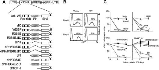 Figure 1. Functional domains of Lnk critical for cell-growth regulation. (A) Schematic representations of Lnk mutants and the pMY vector used for coexpressing Lnk mutants and eGFP from a single mRNA carrying an IRES. The N-terminal domain with its proline-rich stretches (▪), the PH domain (), the SH2 domain (□), and a tyrosine phosphorylation site at the C terminus (Y) are illustrated. Deletions of the N-terminal domain (dN), the PH domain (dPH), and the C-terminal tail (dC) as well as substitutions for Y536 by phenylalanine (Y536F) and R364 by glutamic acid (R364E; depicted as “X” in the SH2 domain) are indicated. (B) MC9 cells transduced with a control vector (left column, “vector”) or a Lnk-expressing vector (right column, “WT”) were cultured in the presence of SCF, and the percentages of live eGFP-positive cells were determined by flow cytometry at the indicated time points. (C) SCF-induced growth rates of MC9 cells expressing the indicated Lnk mutants were compared with that of nontransduced cells by dividing the percentage of eGFP-positive cells at each indicated time point by that at the start of culture (day 0). Data represent means ± SD of at least 3 experiments.