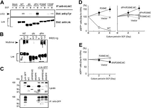 Figure 2. Lnk SH2 mutants dominant-negatively inhibit the negative regulatory function of Lnk in cell growth. (A) Lnk associates with c-Kit via the SH2 domain. COS7 transfectants coexpressing the indicated Lnk mutants and c-Kit were stimulated with SCF and lysed. Proteins immunoprecipitated with an anti-Lnk antibody were separated and immunoblotted with an antiphosphotyrosine antibody to detect c-Kit (top panel) or with an anti-Lnk antibody (bottom panel). The association of c-Kit with Lnk was abolished by the R364E SH2 mutation. (B) Multimer formation of Lnk via the N-terminal region. Total cell lysates of COS7 transfectants expressing the indicated Lnk mutants were treated with various concentrations of the chemical cross-linker BS3 and then subjected to immunoblotting using anti-Lnk antibodies. Lnk formed multimer complexes with slower mobility (arrowhead). Multimerized complexes were not detected with the dN Lnk mutants. (C) Wild-type Lnk or dPH/RE/dC mutant associated and coimmunoprecipitated with Lnk-GFP by anti-GFP (arrowheads in bottom panel). In contrast, dN/dPH mutant did not coimmunoprecipitate with Lnk-GFP. (D-E) Lnk SH2 mutants were retrovirally transduced into MC9-Lnk cells expressing wild-type Lnk. The transduced cells were cultured in the presence of SCF, and their growth was compared with that of nontransduced MC9-Lnk cells by dividing the percentage of eGFP-positive cells at the indicated time points by that at the start of culture (day 0). Data shown are means ± SD of 3 experiments.