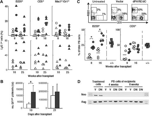 Figure 4. Transient expression of dPH/R364E/dC facilitated HSC/HPC engraftment under myeloablative or nonmyeloablative conditions. (A) Enhanced engraftment under myeloablative conditions demonstrated by a competitive repopulation assay. Ly5.1+ cells were transfected with control or dPH/R364E/dC-expressing vector by electroporation and injected into lethally irradiated Ly5.2+ mice together with Ly5.2+ competitor cells. Peripheral-blood cells of recipient mice that underwent transplantation with cells (○ and •, 0.6 × 106; ▵ and ▴, 2.4 × 106 cells) transfected with control vector (○ and ▵) or with dPH/R364E/dC-expressing vector (• and ▴) were stained and analyzed at indicated time points. Results of 2 experiments are shown. (B) Early platelet production from progenitors transiently expressing dPH/R364E/dC mutant. BM cells from GFP-transgenic mice were transfected and injected into lethally irradiated mice. GFP-positive platelet counts in animals that received cells transfected with control vector (□) or dPH/R364E/dC expression vector (▪) were measured 10 or 21 days after transfer. Shown are means ± SD of results obtained from 2 transfer experiments. *P < .01. (C) Enhanced engraftment under nonmyeloablative conditions and reconstitution of the lymphoid compartment of SCID mice. Transfected wild-type cells were washed and intravenously injected into SCID mice treated with 1.0 Gy nonmyeloablative irradiation. Peripheral-blood cells obtained from untreated SCID mice (top left) or from mice that received transplants with cells treated with control vector (top middle) or dPH/R364E/dC-expressing vector (top right) were stained and analyzed 8 weeks after transplantation. The percentage of B220+ B-lineage or CD3+ T-lineage cells derived from donor cells transfected with control vector (bottom panels, ○) or with dPH/R364E/dC plasmid (•), harvested at the indicated time points, was compared with that of normal wild-type cells (▪). Results obtained from 2 transfer experiments are shown. *P < .03. (D) Lack of plasmid DNA integration into genomic DNA of reconstituted lymphocytes. Genomic DNA isolated from peripheral-blood nucleated cells of recipients at the indicated time points was subjected to PCR amplification for the neomycin-resistant gene derived from the plasmid DNA or for the Rag2 gene for control. V indicates mice that received transplants with vector-transfected cells; DN, mice that received transplants with dPH/R364E/dC-transfected cells. Representative results of multiple experiments are shown.