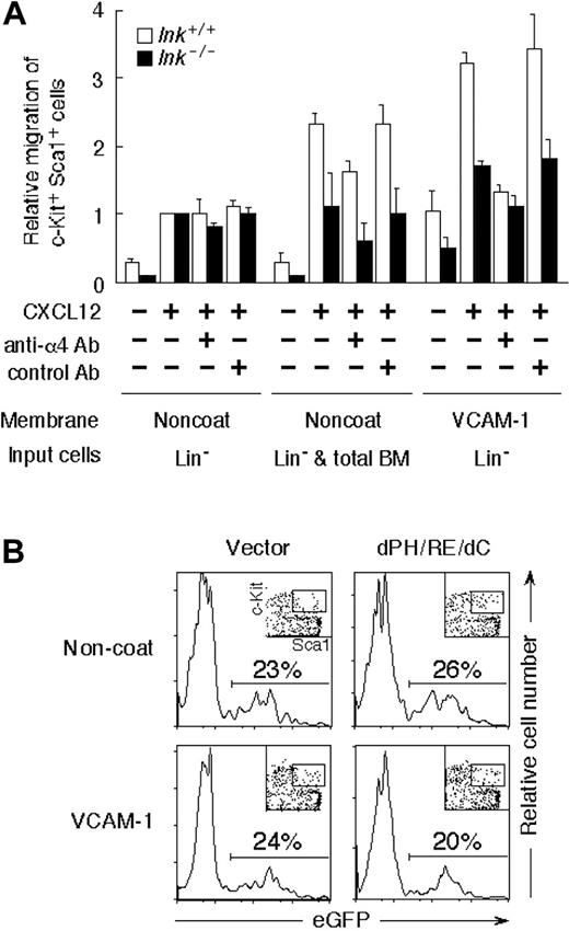 Figure 5. Change in the mobility of HSCs/HPCs on VCAM-1 by Lnk deficiency or by Lnk inhibition with dPH/R364E/dC. (A) Increased trapping of Lnk-deficient Lin-c-Kit+Sca-1+ cells by BM nucleated cells or by VCAM-1 in transmigration assay. Lin- cells were purified from the Ly5.2+ wild-type (□) or Ly5.2+ Lnk-/- mice (▪), and their migration induced by CXCL12 was examined through noncoat membrane (membrane: noncoat; input cells: Lin-), through noncoat membrane in the presence of Ly5.1+ total BM nucleated cells (noncoat, Lin- plus total BM), or through VCAM-1–coated membrane (VCAM-1, Lin-). Anti-α4 chain of the VLA-4 (anti-α4 Ab) or control antibody (control Ab) was added at the concentration of 10 μg/mL. Ly5.2+ Lin-c-Kit+Sca-1+ cells in the bottom wells were counted, and the migration was determined as a percentage of total Ly5.2+ Lin-c-Kit+Sca-1+ cells input into upper wells. Migration induced by CXCL12 through noncoat membrane was comparable between Lnk+/+ (21% ± 7.6%) and Lnk-/- cells (23% ± 3.4%). Results are represented as relative migration compared with that induced by CXCL12 through noncoat membrane, and mean values ± SD of data obtained from 3 experiments are shown. (B) Trapping of the wild-type Lin-c-Kit+Sca-1+ cells by VCAM-1 was augmented by dPH/R364E/dC expression. Lin- cells expressing eGFP alone (vector) or coexpressing dPH/R364E/dC with eGFP (dPH/R364E/dC) were subjected to transwell migration assay through noncoated membrane (noncoat: top panels) or through VCAM-1–coated membrane (VCAM-1: bottom panels). CXCL12-induced migration of Lin-c-Kit+Sca-1+ cells (within boxes in the insets) was analyzed, and the percentage of GFP-positive transfectants was compared. Representative results of 3 experiments are shown.