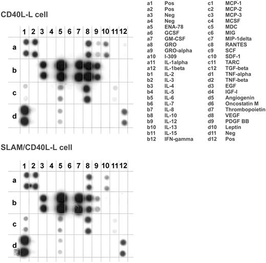 Figure 3. The effect of SLAM engagement on CD40L-induced cytokine production of DCs. Cytokine production of DCs activated in the presence of CD40L-L cells or SLAM/CD40L-L cells for 24 hours was compared using a protein array (Raybiotech cytokine array III). One representative of 8 experiments is shown with the list of cytokines measured by the array.