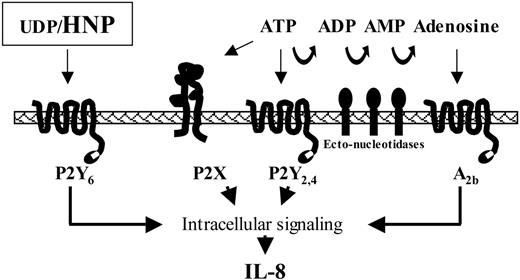 Figure 1. Alternative pathways of nucleotide/nucleoside receptor-mediated IL-8 induction. UDP/HNP induces IL-8 production through the 7-transmembrane, G-protein-coupled receptor P2Y6, whereas ATP-dependent IL-8 production is mediated by P2Y2 and P2Y4 and by P2X ligand-gated ion channel. Extracellularly released ATP is hydrolyzed to ADP, AMP, and nucleoside adenosine by cell-surface-associated ecto-nucleotidases. Adenosine also induces IL-8 production by A2b receptor.21
