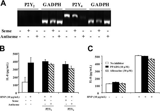 Figure 5. Role of P2X, P2Y2, P2Y4, and A2b receptors in HNP-induced IL-8 production. (A) A549 cells were incubated in serum-free DMEM and lipofectamine reagent preparation containing 2.5 μM P2Y2 and P2Y4 sense or antisense oligonucleotides, respectively, for 4 hours. RT-PCR of P2Y2 mRNA and P2Y4 mRNA analysis was performed. (B) Cells were incubated in serum-free DMEM and transfected with P2Y2 and P2Y4 sense or antisense oligonucleotides for 4 hours, washed with complete DMEM, and incubated overnight. After washing with PBS and incubation in serum-free DMEM containing 10 μg/mL HNP for 8 hours and IL-8, concentration was measured in supernatants (n = 3). (C) Cells were incubated in serum-free DMEM containing a final concentration of 10 μM PPADS or 30 μM alloxazine for 30 minutes, followed by the addition of 10 μg/mL HNP for 8 hours. IL-8 levels were measured in cell-culture supernatants (n = 3).