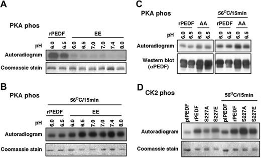 Figure 1. The interplay between the CK2 and PKA phosphorylations of PEDF. (A) rPEDF and S24,114E mutant (EE) predialyzed in the different pH buffers (indicated) were phosphorylated by PKA for 45 minutes at 30°C. Reaction was arrested by sample buffer and samples were subjected to 10% SDS-PAGE. The gel was stained with Coomassie blue (bottom panel), dried, and subjected to autoradiography (top panel). (B) The experiment in panel A was reproduced with rPEDF and S24,114E mutant (EE) that were heat treated at 56°C for 15 minutes prior to phosphorylation. (C) rPEDF and S24,114A mutant (AA) predialyzed in the different pH buffers (indicated) were phosphorylated by PKA for 45 minutes at 30°C with or without heat treatment (56°C for 15 minutes prior to the phosphorylation). Reactions were arrested by sample buffer and phosphorylated products were analyzed by 10% SDS-PAGE that was followed by exposure to autoradiography (top panels) and immunoblotted with anti-PEDF antibody (bottom panels). (D) plPEDF, rPEDF, S227A, and S227E mutants were phosphorylated by CK2 for 45 minutes at 30°C with or without heat treatment prior to the phosphorylation. Phosphorylated products were analyzed as described for panel A.
